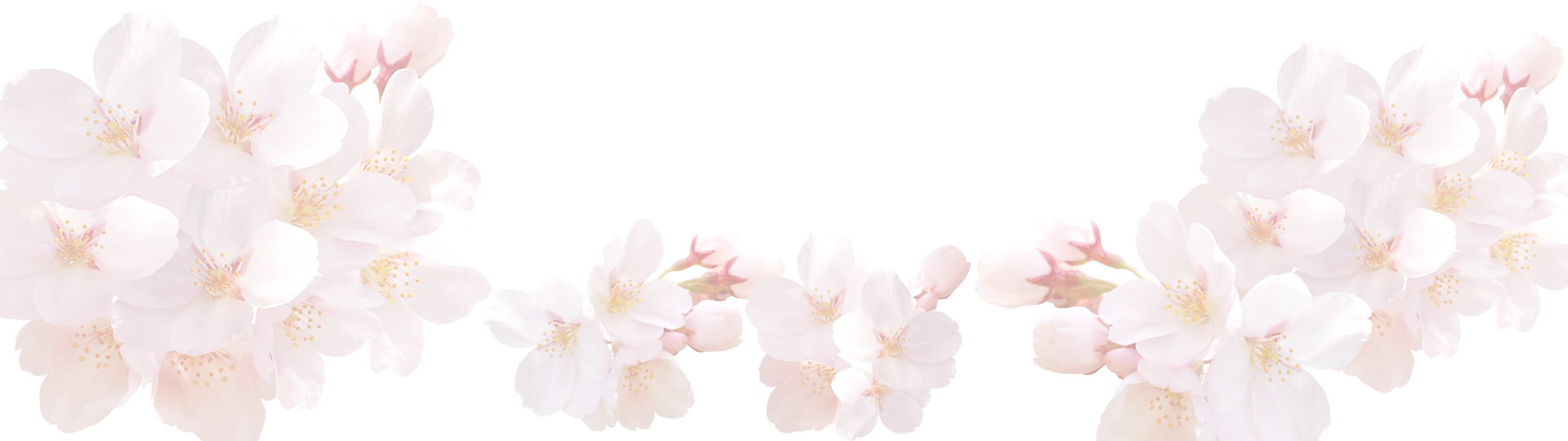 さくら