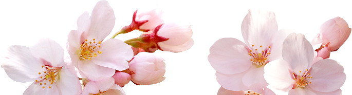 さくら